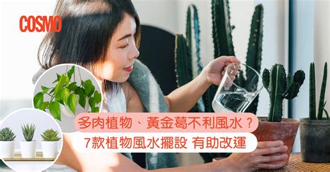 泥種植物|多肉植物風水禁忌｜風水師分享7款室內植物風水擺 